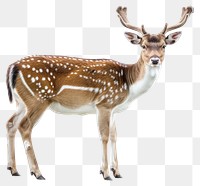 PNG Deer wildlife animal mammal.