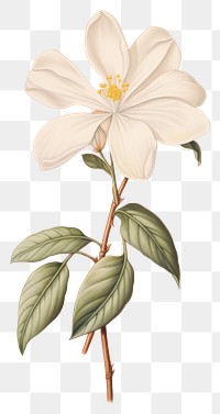 PNG White flower blossom plant petal.