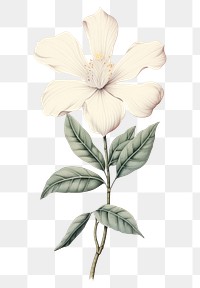 PNG White flower sketch blossom drawing.