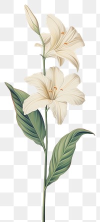 PNG White flower blossom drawing sketch.
