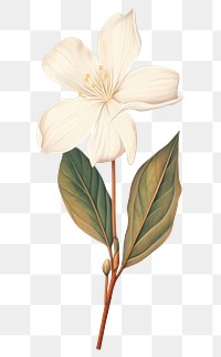 PNG White flower blossom sketch plant.