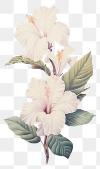 PNG White flower hibiscus drawing sketch