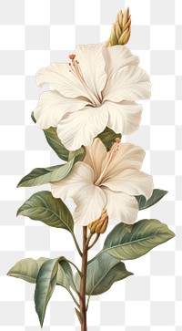 PNG White flower blossom sketch plant