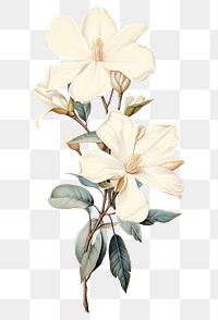 PNG White flower sketch blossom drawing