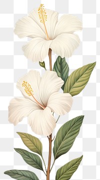 PNG White flower hibiscus blossom plant.