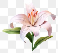 PNG Lily flower plant inflorescence.