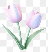 PNG Tulip blossom flower plant.