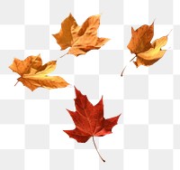 PNG  Autumn leaves plant maple leaf. AI generated Image by rawpixel.