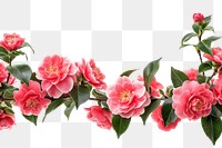 PNG Camellia border flower plant blossom