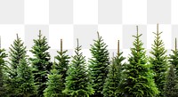PNG Christmas trees border plant backgrounds nature.