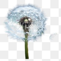 PNG  Dandelion flower plant inflorescence. AI generated Image by rawpixel.