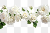 PNG White roses border flower plant blossom.