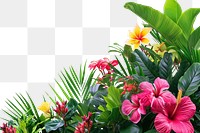 PNG Tropical flowers border nature plant outdoors