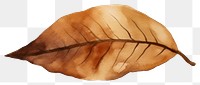 PNG A brown dry tree leaf plant white background freshness.