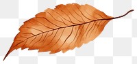 PNG A brown dry tree leaf plant white background nature.