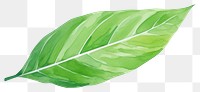 PNG A green tree leaf plant white background xanthosoma.