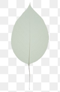 PNG A tree leaf plant white 