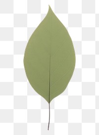 PNG A tree leaf plant white background simplicity.