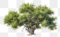 PNG Olive tree plant white background tranquility. AI generated Image by rawpixel.