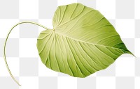 PNG Botanical illustration of a leaf plant xanthosoma pattern.