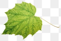PNG Botanical illustration of a leaf plant tree freshness.
