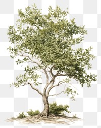 PNG Botanical illustration of a tree drawing sketch plant.
