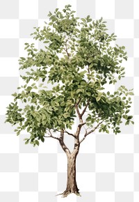 PNG Botanical illustration of a tree plant leaf outdoors.