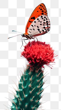 PNG Cactus spikes butterfly animal insect.