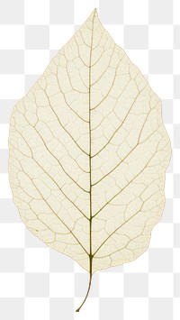 PNG A tree leaf plant fragility pattern.