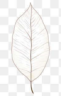 PNG A tree leaf plant line invertebrate.
