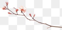 PNG Flower sky outdoors blossom.