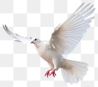 PNG  White dove animal flying bird