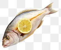PNG  Raw dorado fish animal lemon fruit. AI generated Image by rawpixel.