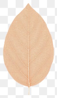 PNG Tree leaf plant white background simplicity.