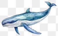 PNG  Blue Whale whale dolphin animal