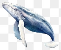 PNG  Humpback Whale whale animal mammal