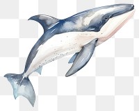 PNG  Orca Whale dolphin animal mammal. AI generated Image by rawpixel.