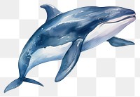 PNG  Orca Whale whale dolphin animal. AI generated Image by rawpixel.