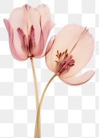 PNG Real Pressed tulip flowers blossom petal plant.