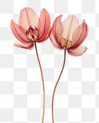 PNG Real Pressed tulip flowers petal plant inflorescence