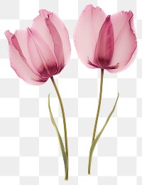 PNG Real Pressed tulip flowers blossom petal plant.