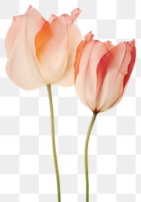 PNG Real Pressed tulip flowers petal plant red.