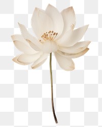 PNG Real Pressed white lotus flower petal plant