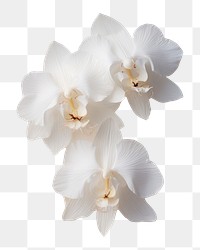 PNG Real Pressed white orchid flowers petal plant inflorescence.
