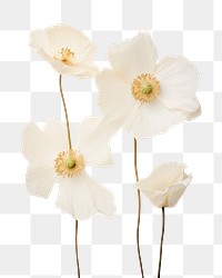 PNG Real Pressed white poppy flowers petal plant inflorescence.