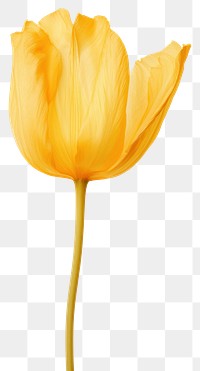 PNG Real Pressed yellow tulip flower petal plant.