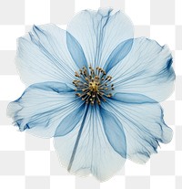PNG Real Pressed blue flower petal plant inflorescence