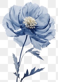 PNG Real Pressed blue peony flower blossom petal