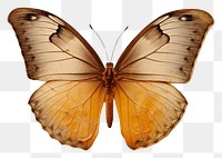 PNG Real Pressed butterfly animal insect moth