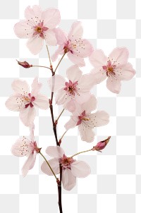 PNG Real Pressed cherry blossom flower plant inflorescence